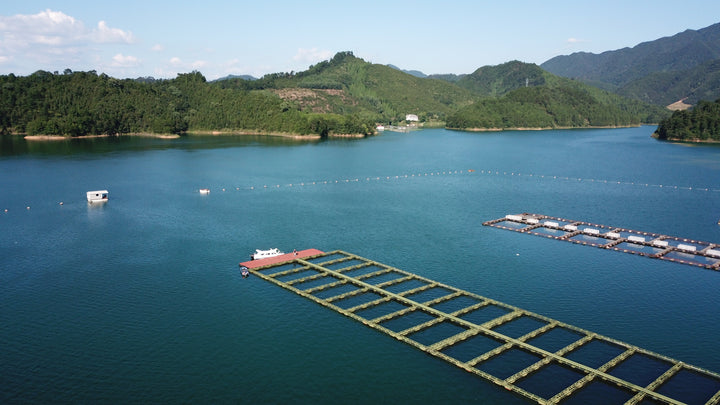 Where Does Caviar Come From?